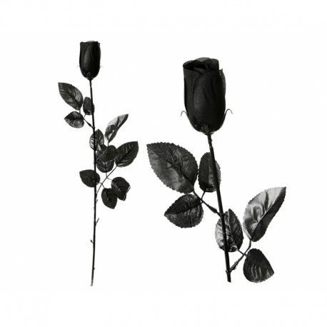 Rose noir 98023
